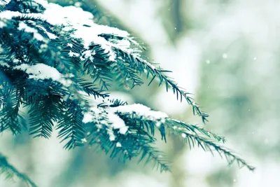 Природа зима обои на телефон [40+ изображений]