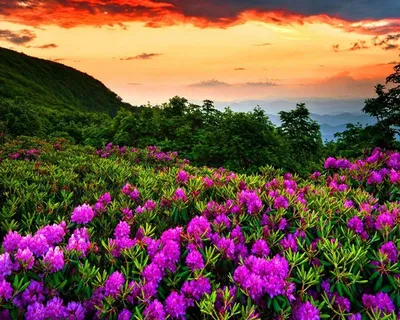 Картинки горы, цветы, красиво, весна - обои 1280x1024, картинка №171646