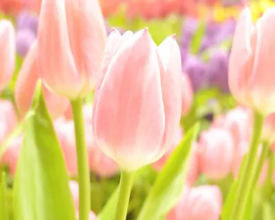 Картинка на рабочий стол букет, обои, весна, фрезии, цветы, нежно, ярко,  фото 1280 x 1024