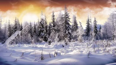 Скачать обои снег, лес, зима, ели, snow разрешение 1920x1080 #21564
