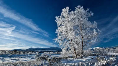 Картинка на рабочий стол зима, иний, дерево, природа, снег 1366 x 768