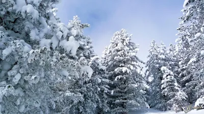 Прогноз погоды Украина зима: Украину ожидает самая холодная зима за  последние сто лет: климатологи прогнозируют невероятные морозы – 26.09.2018  | Диалог.UА