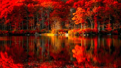 Картинка на рабочий стол осень, лес, озеро 1600 x 900