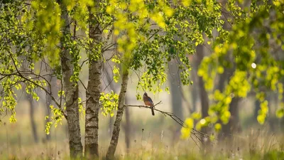 Картинки природа, весна, лес, берёзы, деревья, трава, птичка - обои  1600x900, картинка №359054