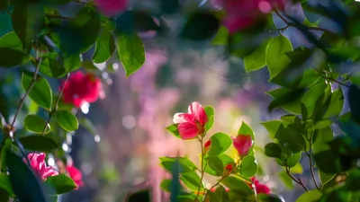 Скачать обои Цветущее великолепие (Цветы, Весна) для рабочего стола 1600х900  (16:9) бесплатно, Макро фото Цветущее великолепие Цветы, Весна на рабочий  стол. | WPAPERS.RU (Wallpapers).