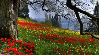 Скачать обои Весна цветущая, Весна, Сад, Цветки, Дерева в разрешении  1600x900 на рабочий стол