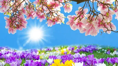 Скачать обои белый, лето, цветы, желтый, розовый, нежный, фокус, весна,  раздел цветы в разрешении 1600x900