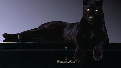 Черная пантера лежит на камне. Обои с животными, картинки, фото 1600x1200
