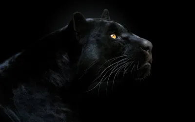 Черная пантера заставка на телефон - 55 фото
