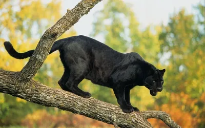 10 самых красивых и харизматичных изображений черной пантеры на Youtube,  картинка черная пантера, черный, пантера фон картинки и Фото для бесплатной  загрузки