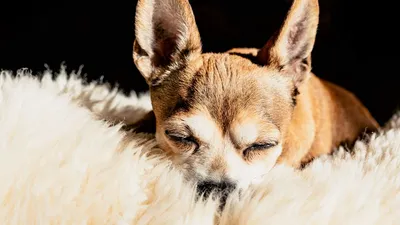 Обои чихуахуа, собака, коричневый, питомец, сон картинки на рабочий стол,  фото скачать бесплатно