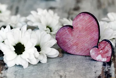 Обои день святого валентина, розы, крупным планом, сердце, розовый на рабочий  стол