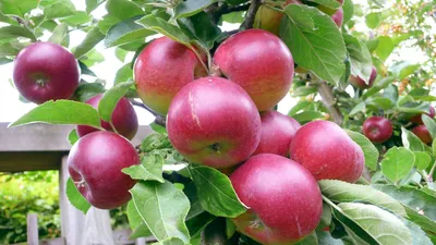 лето сад яблоня урожай яблоко сочно вкусно фрукт HD обои для ноутбука |  Apple tree, Fruit trees, Ornamental trees