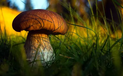 Способно ли жаркое лето повлиять на безопасность лесных грибов? |  greenbelarus.info