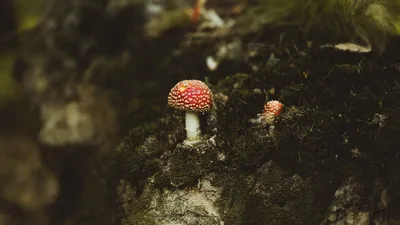 Обои грибы, лес, пень, макро картинки на рабочий стол, фото скачать  бесплатно
