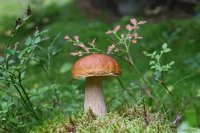 Белый гриб Боровик (99 фото) - 99 фото