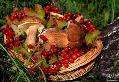Грозят ли якутянам штрафы за сбор грибов и ягод? — ЯСИА