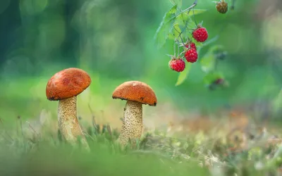 Обои грибы, ягоды на рабочий стол