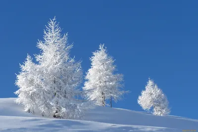 Деревья в снегу-ОБОИ- на рабочий стол-Зима бесплатно