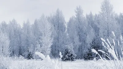 Зимние пейзажи - обои 1366х768 на рабочий стол