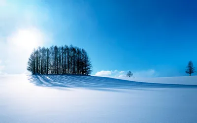 Обои Белоснежная зима, картинки - Обои на рабочий стол Белоснежная зима  картинки из категории: Природа