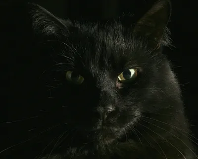 Пронзающий взгляд черной кошки - обои на рабочий стол
