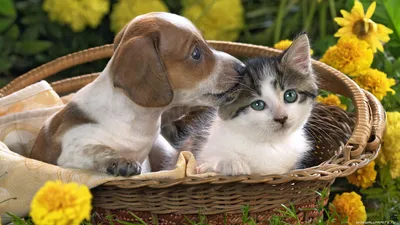 Собаки и кошки обои на рабочий стол - подборка