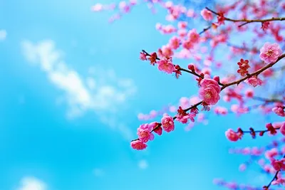 Картинки по запросу обои на рабочий стол весна | Картинки, Цветущие  деревья, Природа