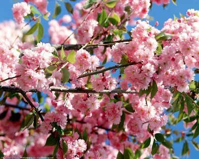 Природа, Весна - Красивые Бесплатные фото обои для рабочего стола windows  #135