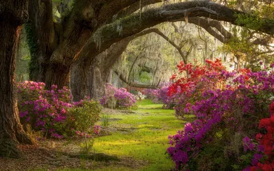 Фон рабочего стола где видно природа, весна, Южная Каролина, парк, цветы,  магнолии, утро, яркие обои, Nature, spring, South Carolina, park, flowers,  magnolias, morning, bright wallpaper