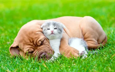 Котенок и спящая собака - Коты, кошки, котята - Животные - Картинки на рабочий  стол