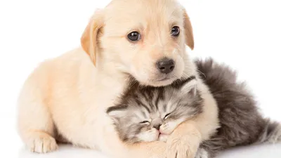 Обои на телефон: Собаки, Животные, Кошки (Коты Котики), 13239 скачать  картинку бесплатно.