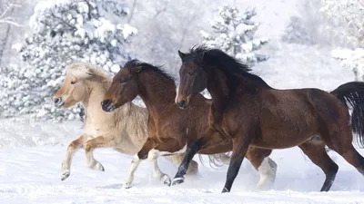 Обои кони, бег галопом, зима картинки на рабочий стол, фото скачать  бесплатно