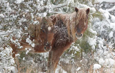 Обои зима, снег, кони, лошади картинки на рабочий стол, раздел животные -  скачать | Обои, Животные, Лошади