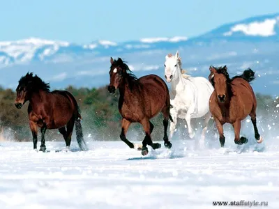 обои Лошади Мустанги | Лошадь обои, Любовь лошадей, Бегущие лошади