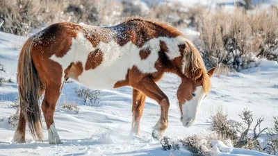 Скачать бесплатно обои «лошади, табун, горы, закат, берег, вода, пить,  жажда» из категории «Животные» на рабочий стол - FonMy.ru 🔥