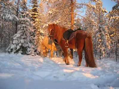 Обои зима, лошадь на рабочий стол