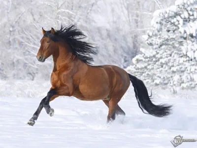 обои : Черный, природа, Лошадь, снег, Зима, Кобыла, Млекопитающее,  1920x1440 px, Позвоночный, Грива, Конь как млекопитающее, Жеребец, Мустанг  лошадь 1920x1440 - goodfon - 617102 - красивые картинки - WallHere