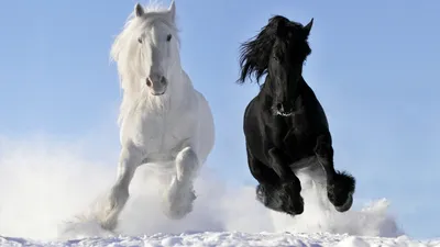 Лошади зимой (64 фото) - 64 фото