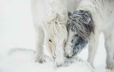 Лошадь зимой на открытом воздухе - обои на рабочий стол