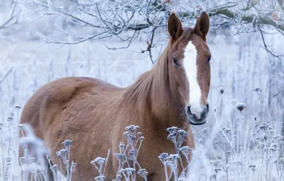 Обои Природа, зима, лошади на рабочий стол
