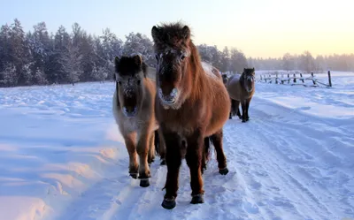 Обои Животные Лошади, обои для рабочего стола, фотографии животные, лошади,  снег, зима, конь, пони Обои для рабочего стола, скачать обои картинки  заставки на рабочий стол.