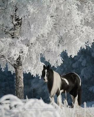 Рабочий стол исландской лошади Конные упряжки в Кусково Поездка Тройка Опыт  в Московском регионе, дизайн животных, лошадь, зима, вождение png | Klipartz