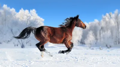 Обои для рабочего стола лошадь бегущая Снег Животные 3840x2160