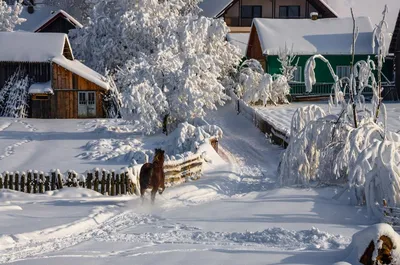 Картинки лошадь Блондинка две Зима молодая женщина снегу животное
