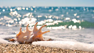 Обои на рабочий стол Голубое море, белый песчаный пляж, на котором лежат  камни и растут пальмы, обои для рабочего стола, скачать обои, обои бесплатно