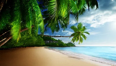Обои Природа Тропики, обои для рабочего стола, фотографии природа, тропики,  солнце, море, песок, океан, небо, пляж, берег, пальмы Обои для рабочего  стола, скачать обои картинки заставки на рабочий стол.