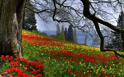 Trees nature flowers widescreen wallpaper | 2560x1600 | 1356290 |  WallpaperUP