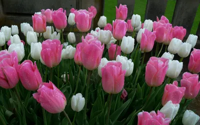 Разноцветные тюльпаны как символ весны и радости - обои на рабочий стол