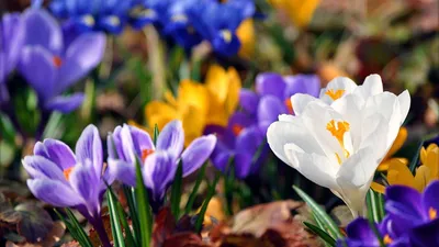 Фон рабочего стола где видно поле тюльпанов, разноцветные, весна, очень  красивые обои, Field of tulips, colorful, spring, very beautiful wallpaper